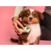 Расчёска для вычёсывания щенков - Tangle Teezer Pet Teezer Puppy Brush Green фото 2
